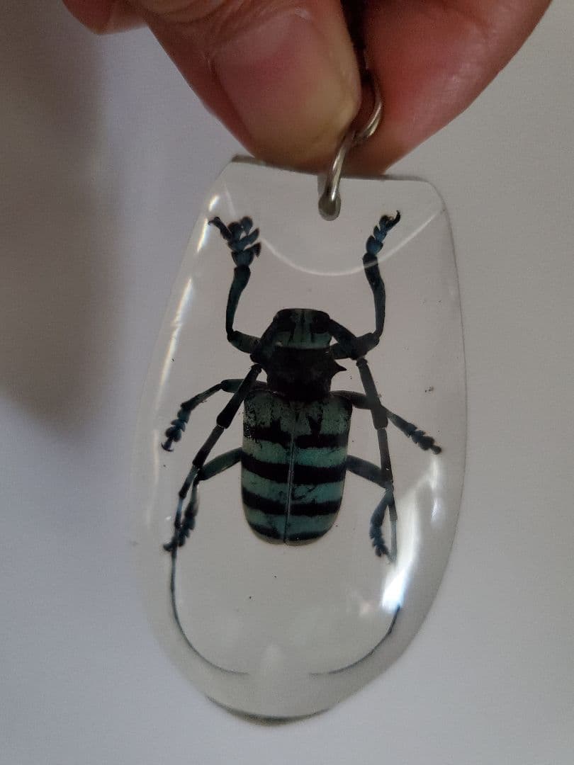 インドネシア産 カミキリムシ キーホルダー 6点セット - メルカリ