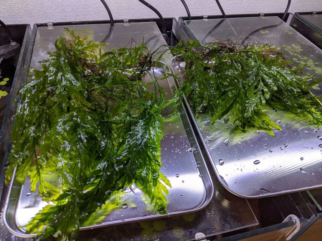 水中葉☆ブセファランドラ☆ Blue Oval、Mini Jade☆2株セット☆