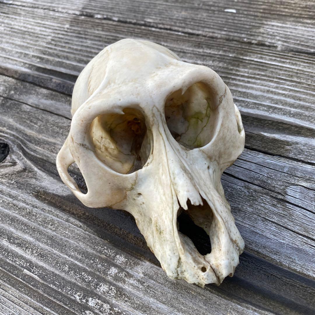 動物の骨製頭蓋骨 猿の頭蓋骨　スカル　骨格標本　ニホンザル 動物の骨製頭蓋骨 猿の頭蓋骨 スカル 骨格標本 ニホンザル 動物の骨製
