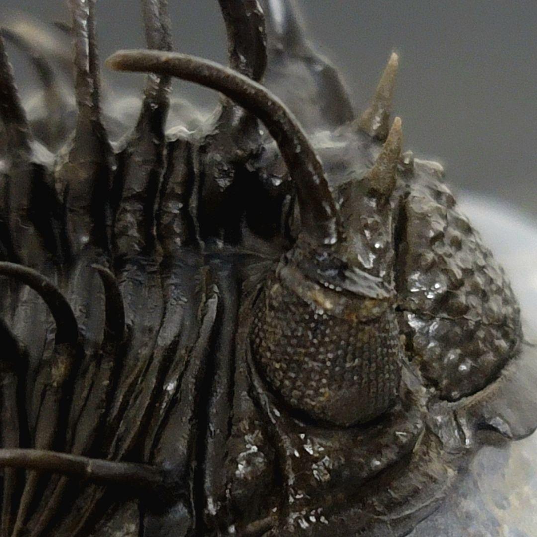 超棘棘！【Comura bultyncki】三葉虫 化石標本☆trilobite