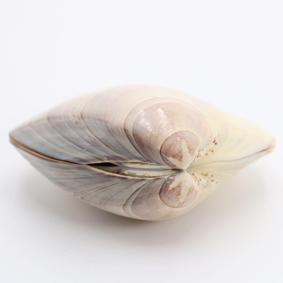 宗朝作 蛤香合 犬張子 共箱 茶道具 AT310 NT1 - メルカリ