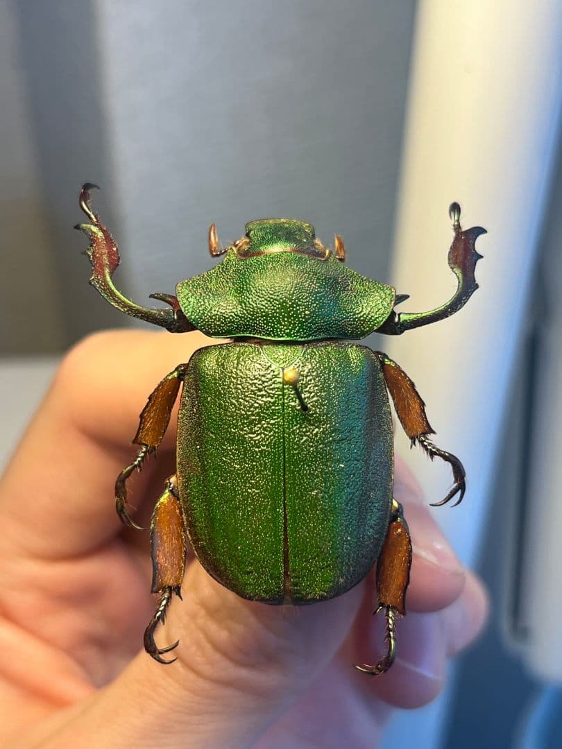 【40mm】ナンベイテナガスジコガネ 昆虫標本 Sphodochlamys l