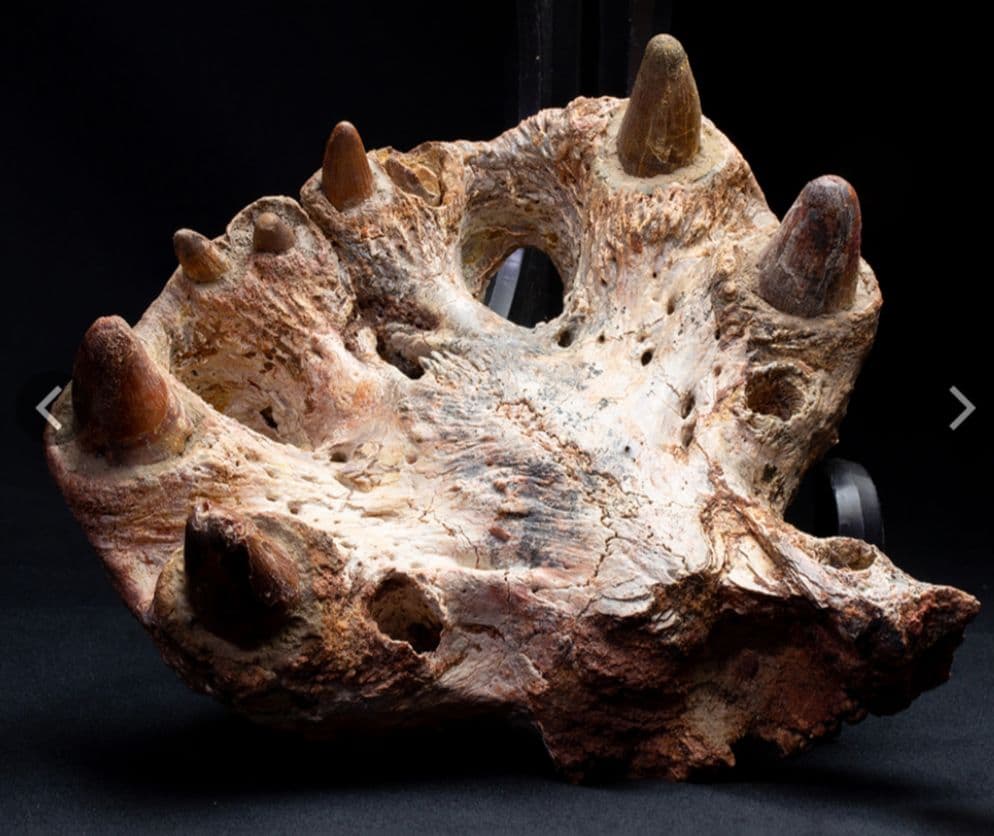 白亜紀 大型ワニ形類 エロスクス 極美麗 - メルカリ