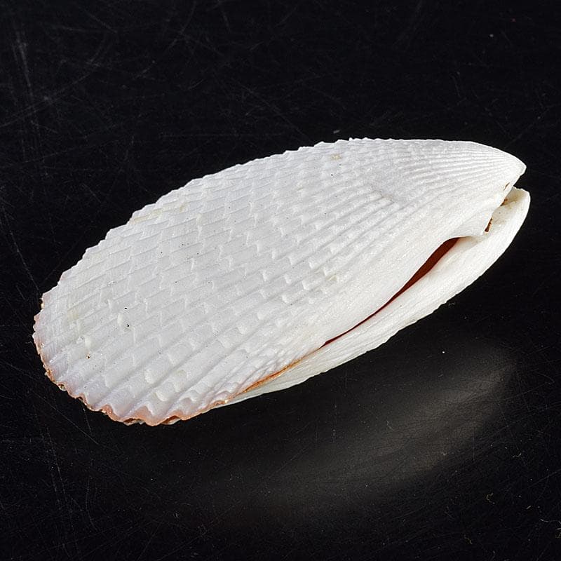 茶道具　粟野芳葉作　乾漆　内金溜　蓑貝香合　共箱　C　R7583