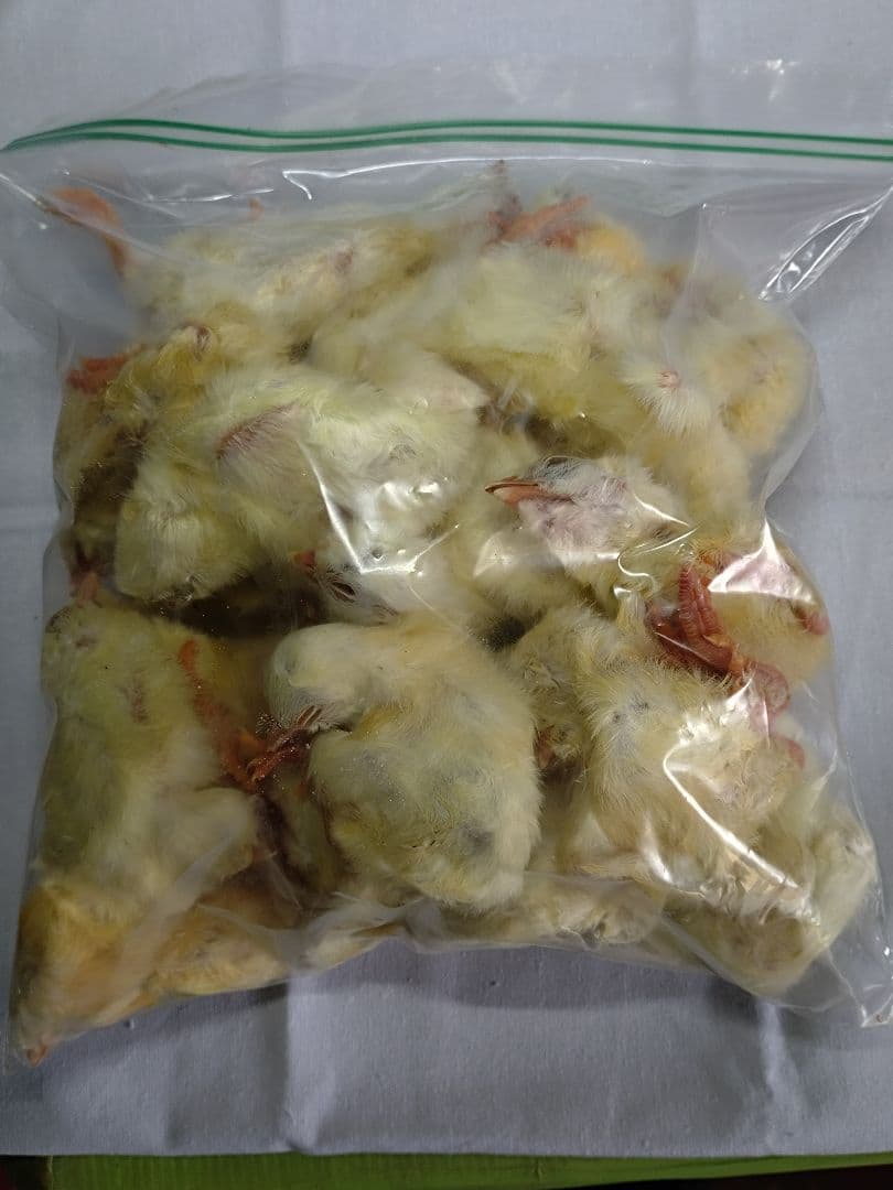 ぷりん様専用 送料無料 冷凍ピンクマウスS150匹ホッパー50匹ヒヨコ30匹