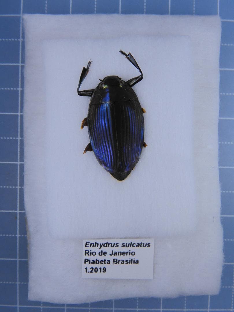 ゲンゴロウ ドイツ産 ゲンゴロウモドキ 30mm ドイツではプロテクト