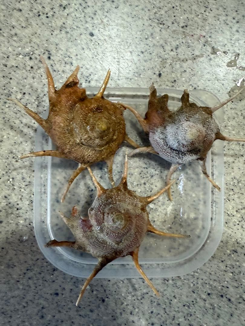 貝　まとめ売り