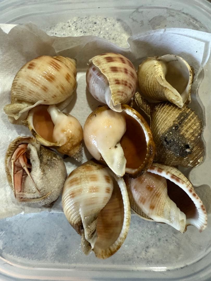 貝　まとめ売り