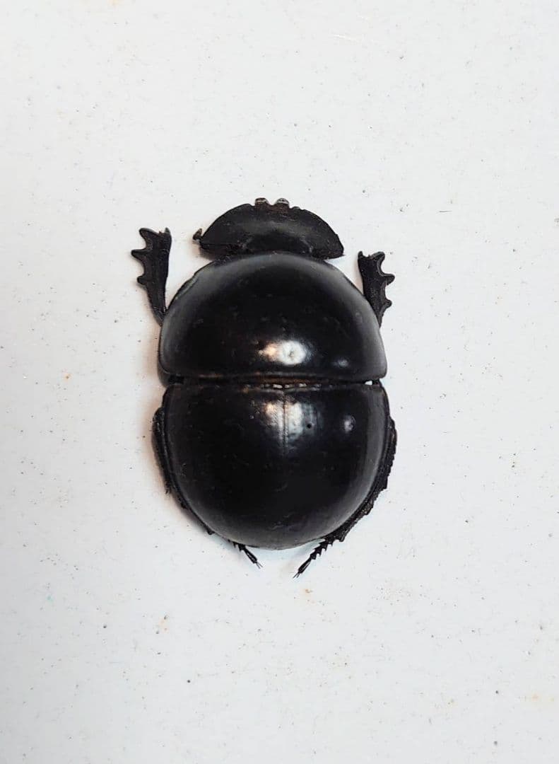 アフリカメダマカマキリ ペア 立体標本 k*o様 ヤエヤマ