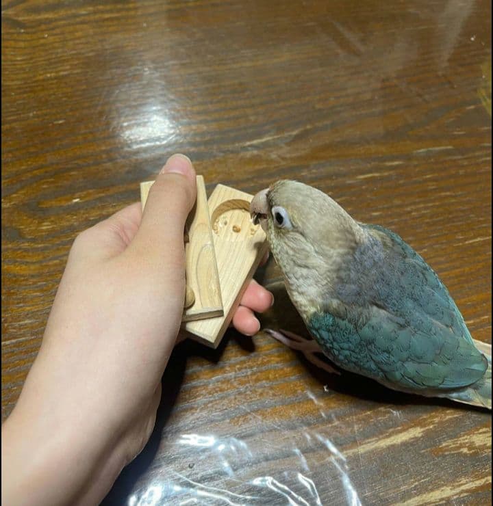 インコ フォージングトイ 輪投げセット バルサ スタンドパーチ バードトイ