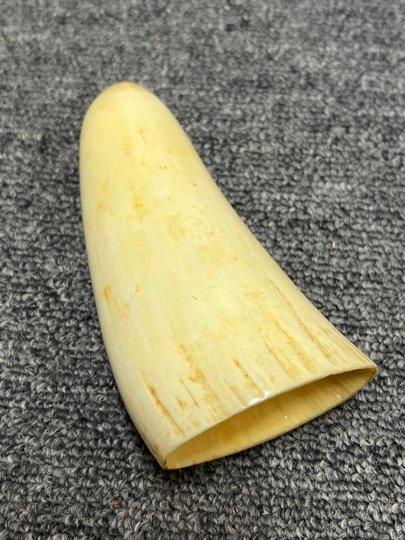 アンティークマッコウクジラ鯨歯194g アンティーク マッコウクジラ 鯨