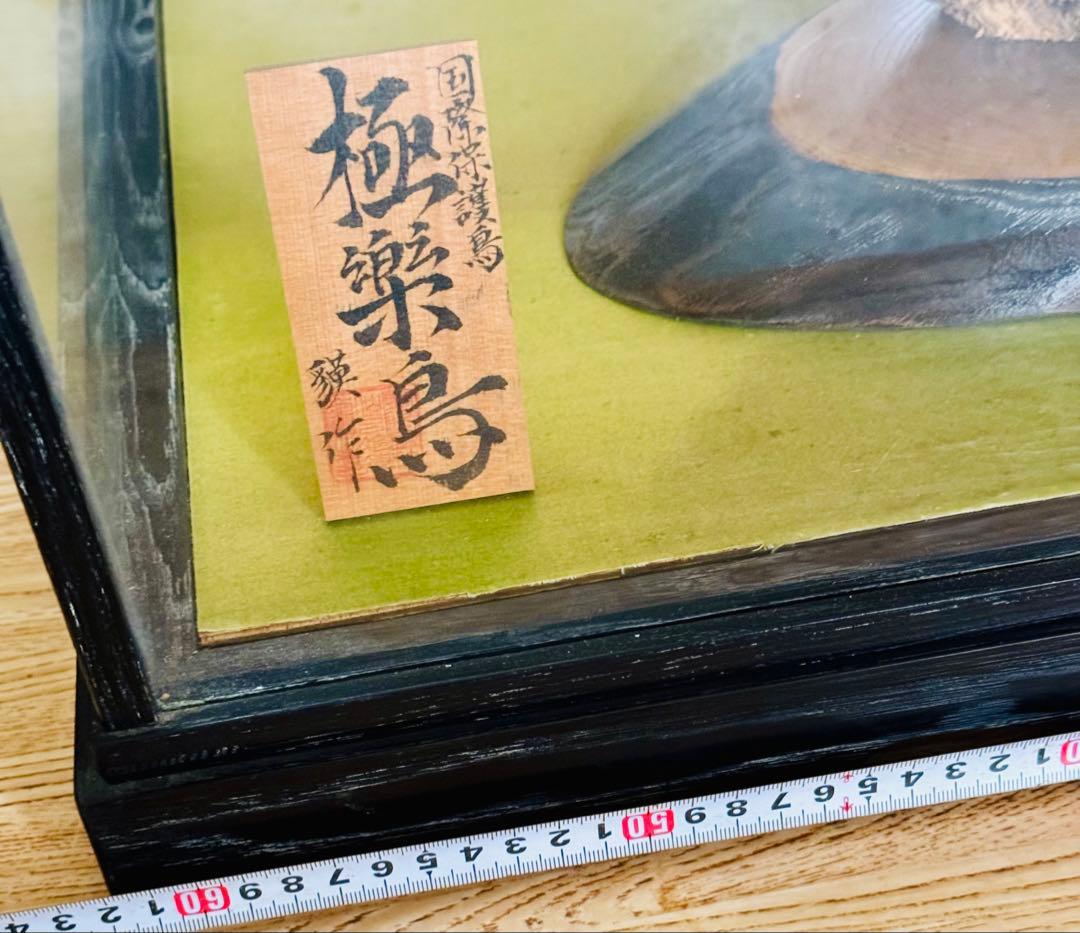 淡*雪様 極楽鳥 アートオブジェ ガラスケース付き 淡*雪様 極楽鳥 アート