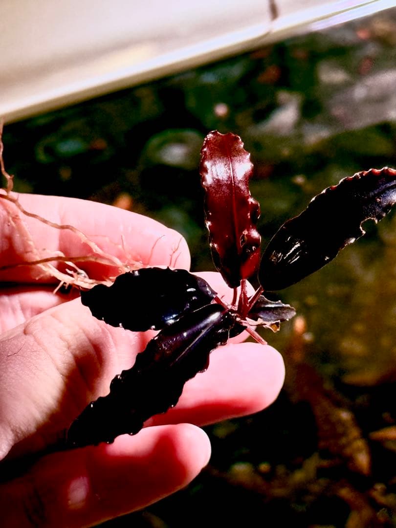 ブセファランドラ・シベルパウ フォロー、割引、送料無料。(中サイズ