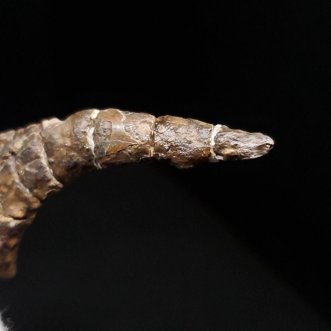 オンコプリスティス 歯 化石 本物 モロッコ産 57.50mm fr103