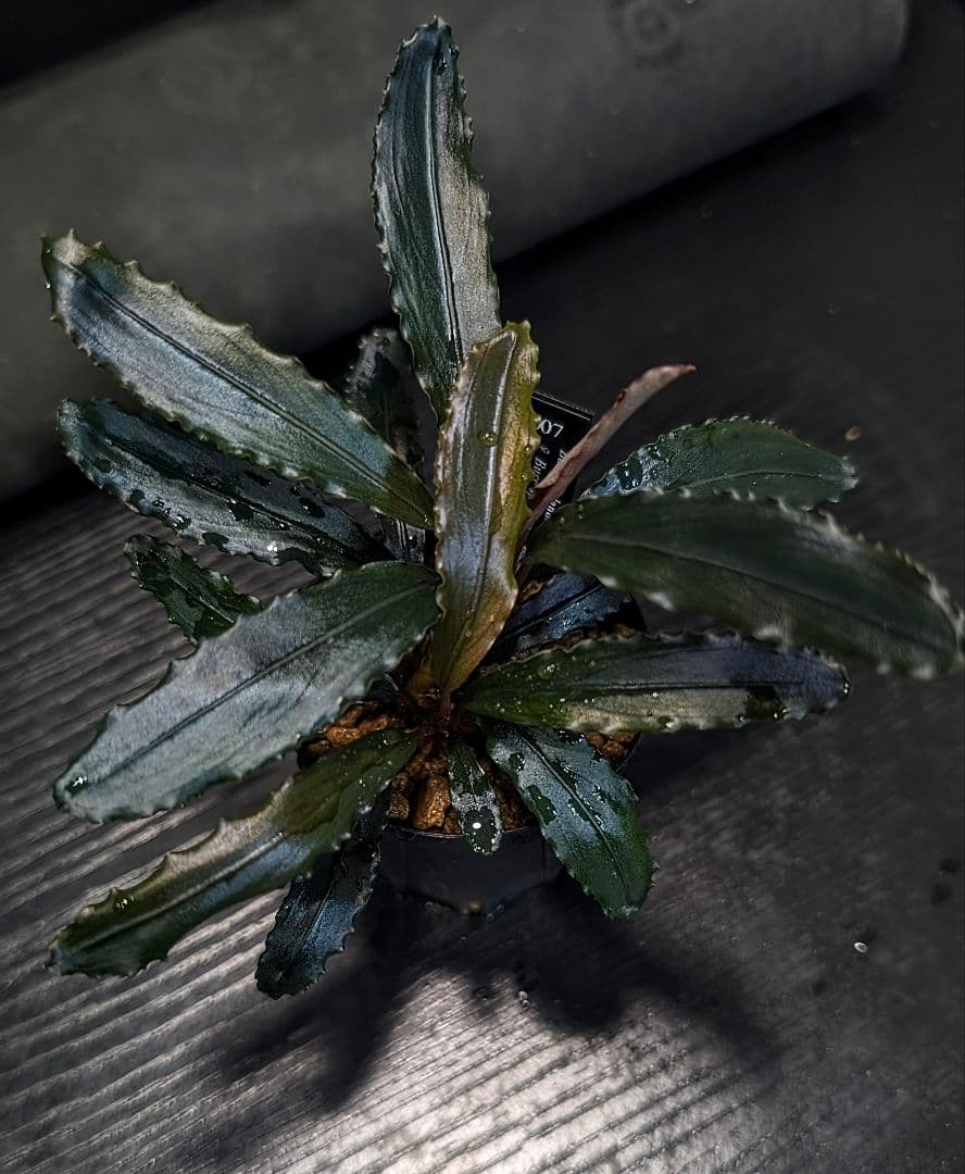 実生ブセ】Bucephalandra cv. AL-hyb.007