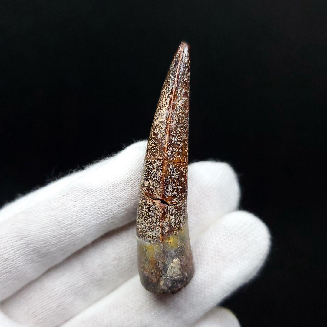 恐竜】スピノサウルス 本物 モロッコ産 54.68mm ケース付き sp401