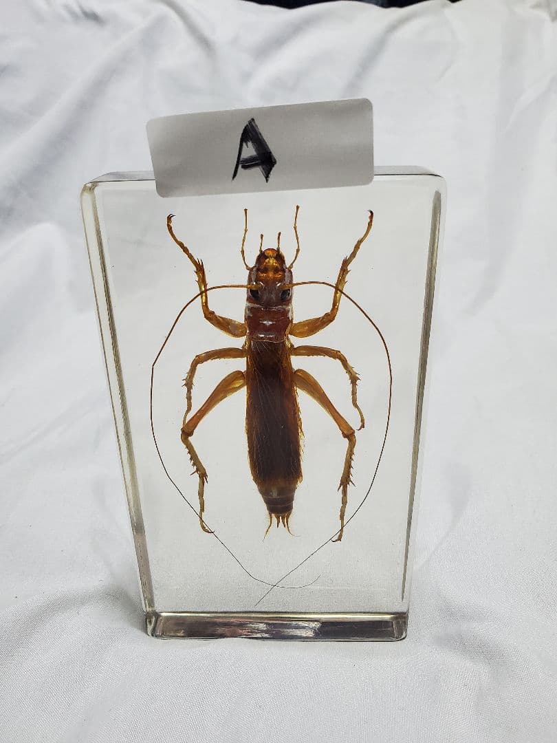 オバケコロギス樹脂標本 昆虫用品