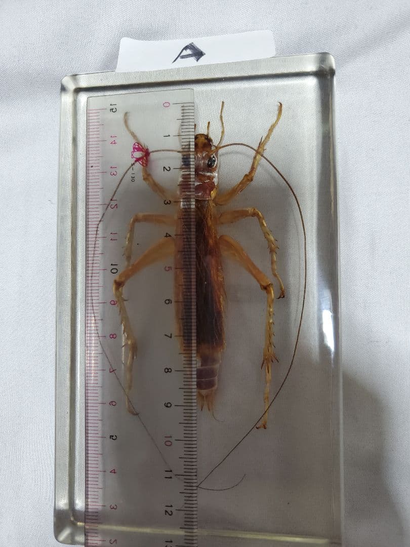 オバケコロギス樹脂標本 昆虫用品