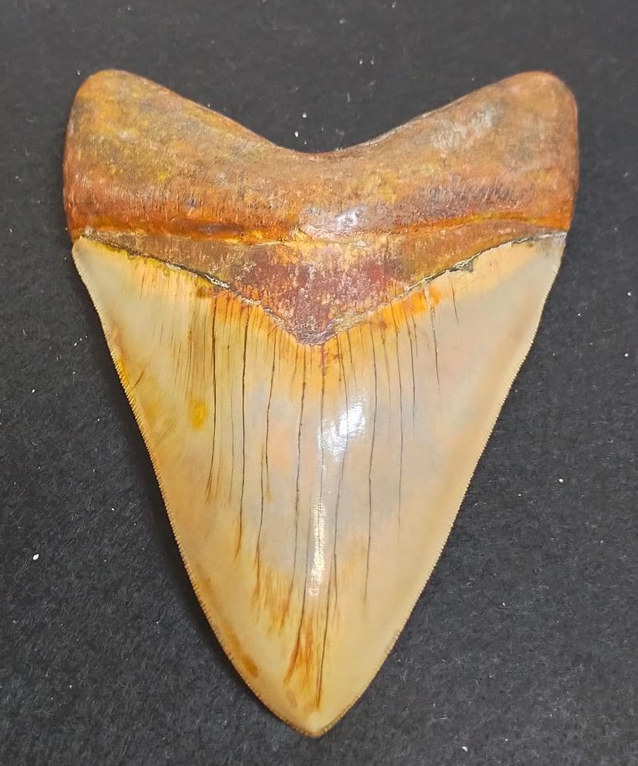 最大級　167mm　メガロドン　歯　化石　サメの歯　恐竜 本物 メガロドンの歯 化石 サメ 12cm アメリカ合衆国 商品紹介