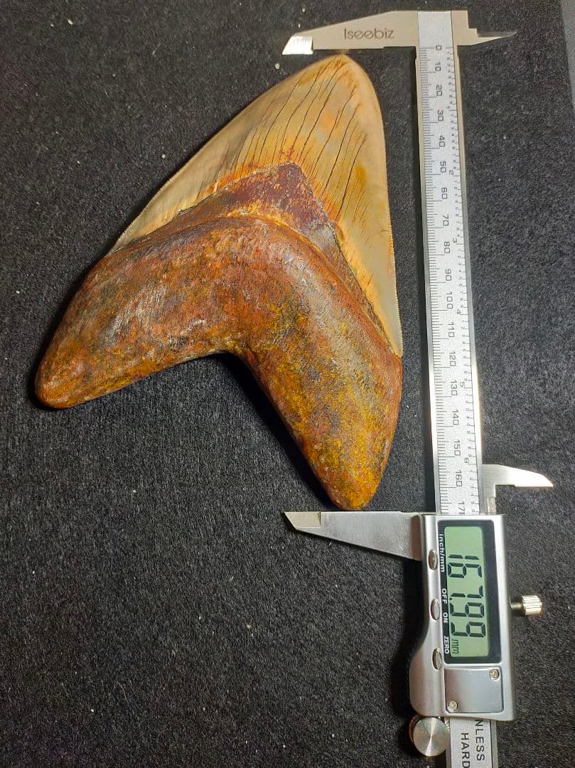 最大級 167mm メガロドン 歯 化石 サメの歯 恐竜