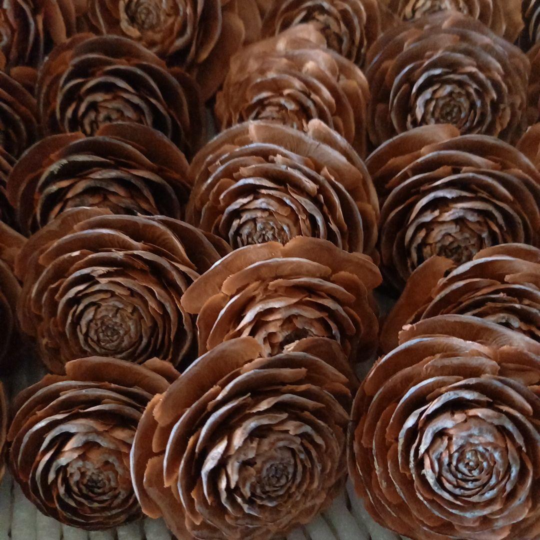 ヒマラヤスギ 松ぼっくり 25個 - メルカリ