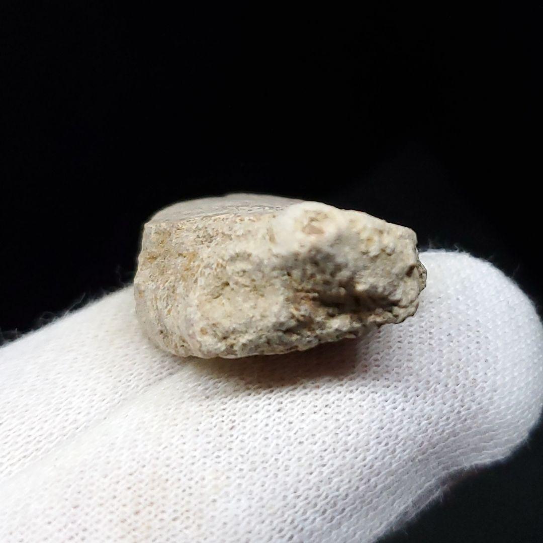 ティラノサウルス 化石 骨 本物 アメリカ産 37mm ケース付き tb123