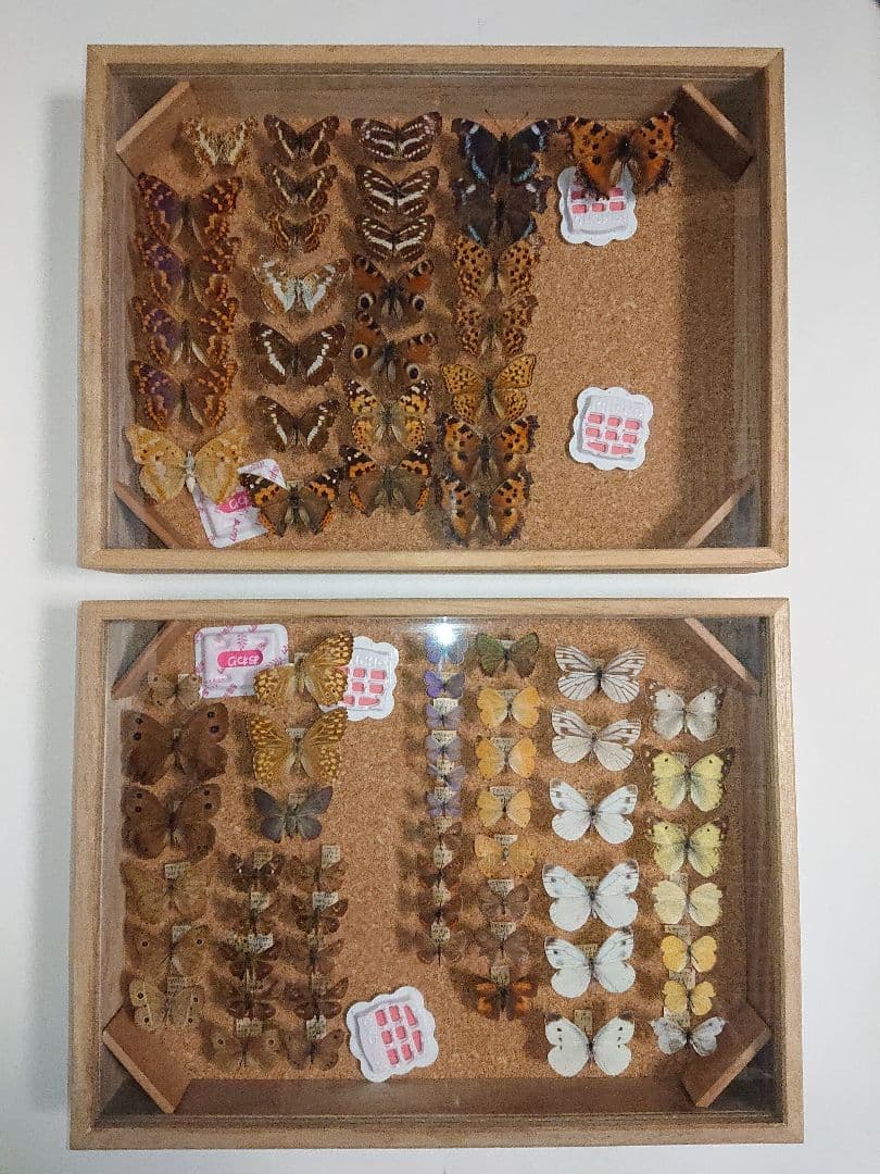 昆虫類 蝶 標本 ケース付き 3箱セット□大型標本箱 ドイツ箱 桐