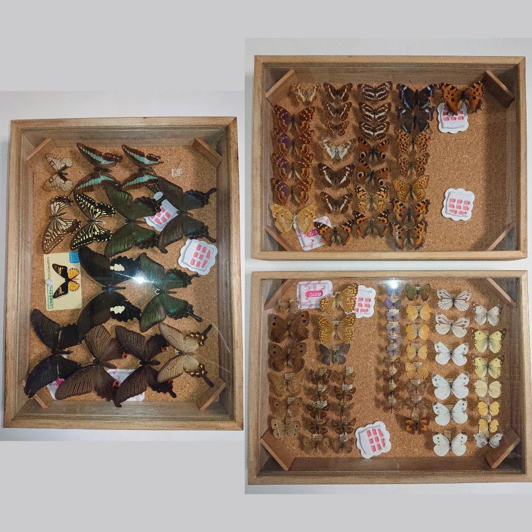 蝶標本 北海道産ミヤマカラスアゲハ春型 採集品 後翅鮮やかな紅色