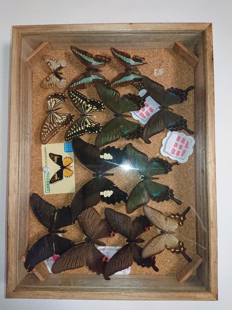 昆虫類 蝶 標本 ケース付き 3箱セット□大型標本箱 ドイツ箱 桐