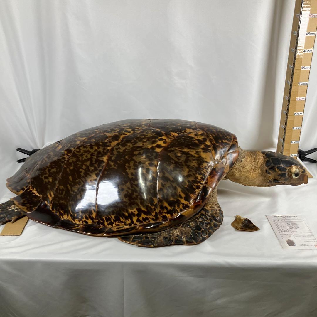 タイマイ亀の剥製　〔国際希少野生動植物種登録票有り〕 タイマイ亀の剥製 〔国際希少野生動植物種登録票有り〕 ウミガメ剝製