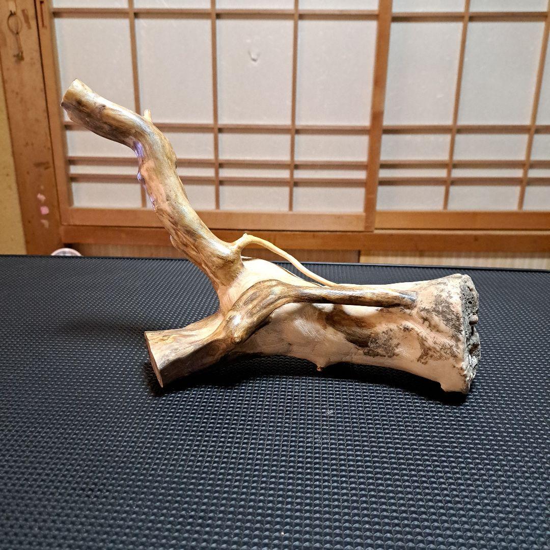 【希少】深海松レインボーコーラル 2.2㎏ 根付け原木(太23cm/細10cm)