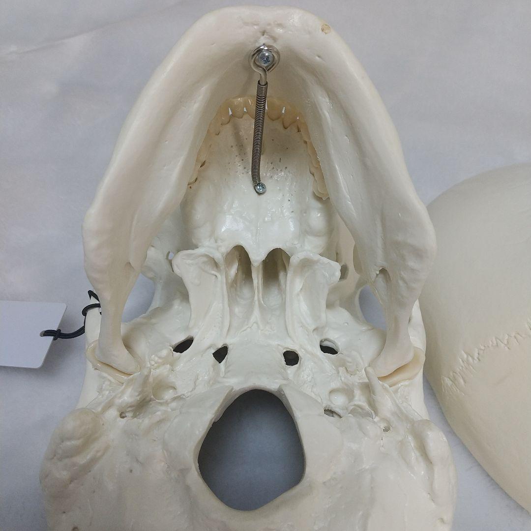 頭蓋骨　脳　模型　セット　3B Scientific Anatomy 人体解剖学