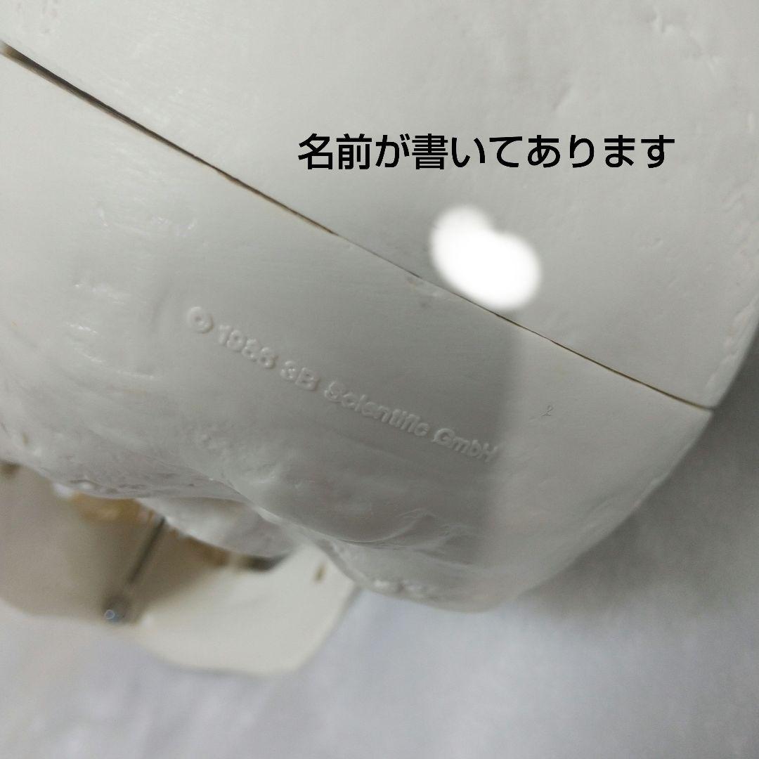 頭蓋骨　脳　模型　セット　3B Scientific Anatomy 人体解剖学