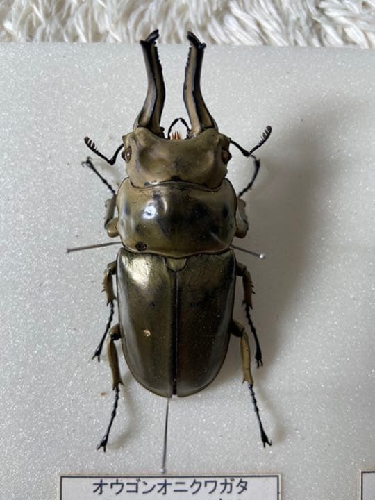 オウゴンオニクワガタ　約75㎜（針穴無し） オウゴンオニクワガタ 約75㎜（針穴無し） - メルカリ
