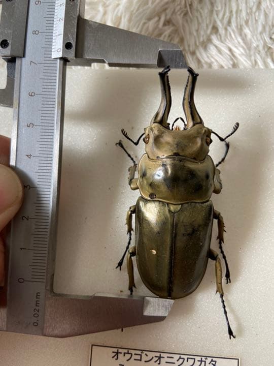 オウゴンオニクワガタ 約75㎜（針穴無し）