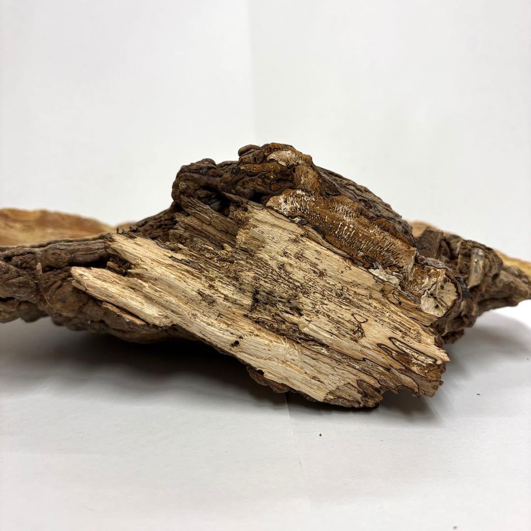 サルノコシカケ 猿の腰掛け # 硯屏 オブジェ 置物 レトロ 霊芝 漢方 書