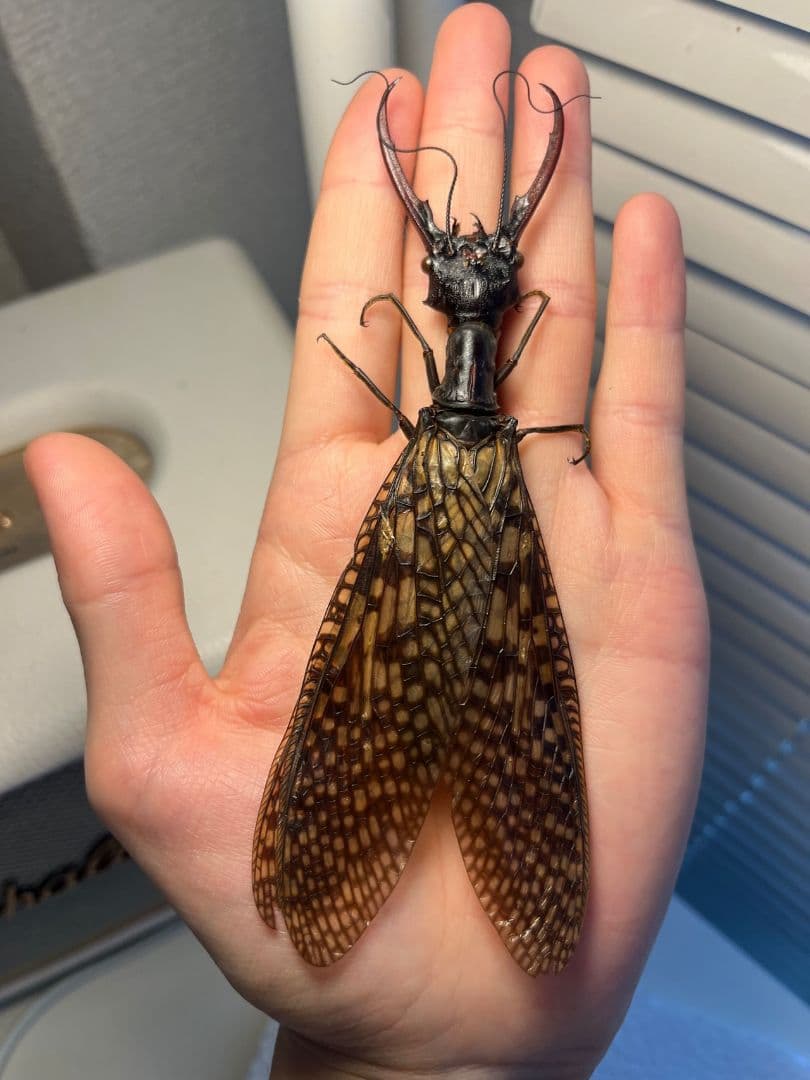 【特大】オオキバヘビトンボ オオアゴヘビトンボ 昆虫標本 標本タランチュラホーク 特大】オオキバヘビトンボ オオアゴヘビトンボ 昆虫標本 標本