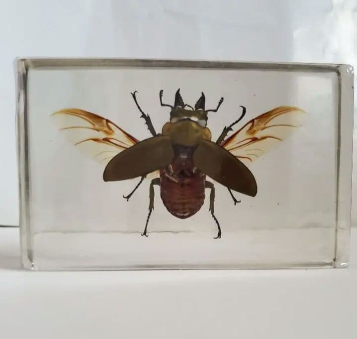 神長きのこ園s8カンタケ菌糸ビン 6本