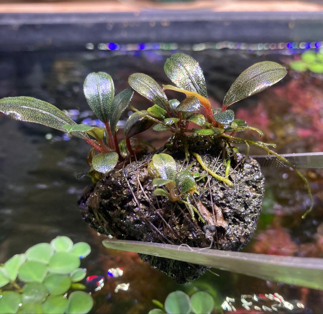 陰性水草の王様的存在【ブセファランドラ】Theia Blue 陰性水草の王様