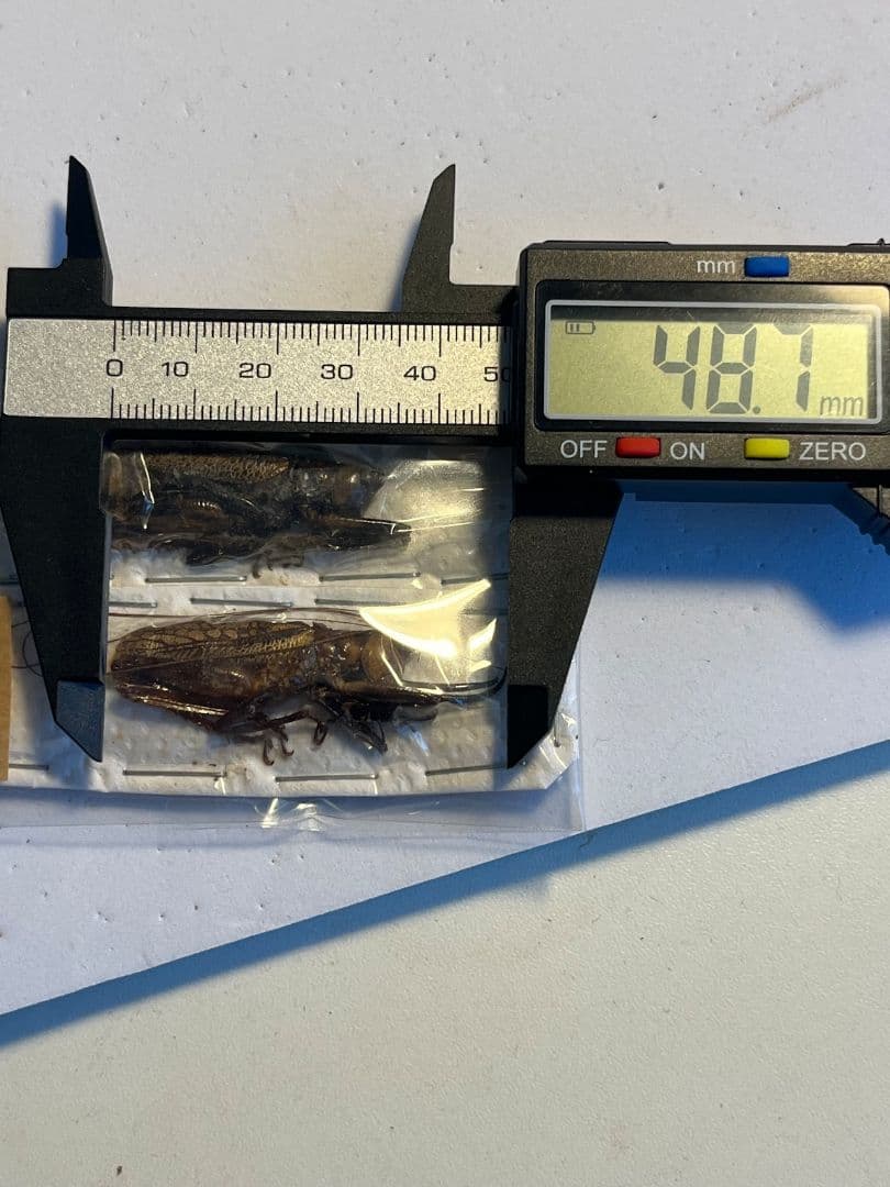 未展足ペア】クワガタキリギリス 化け物キリギリス 昆虫標本 ウェタ