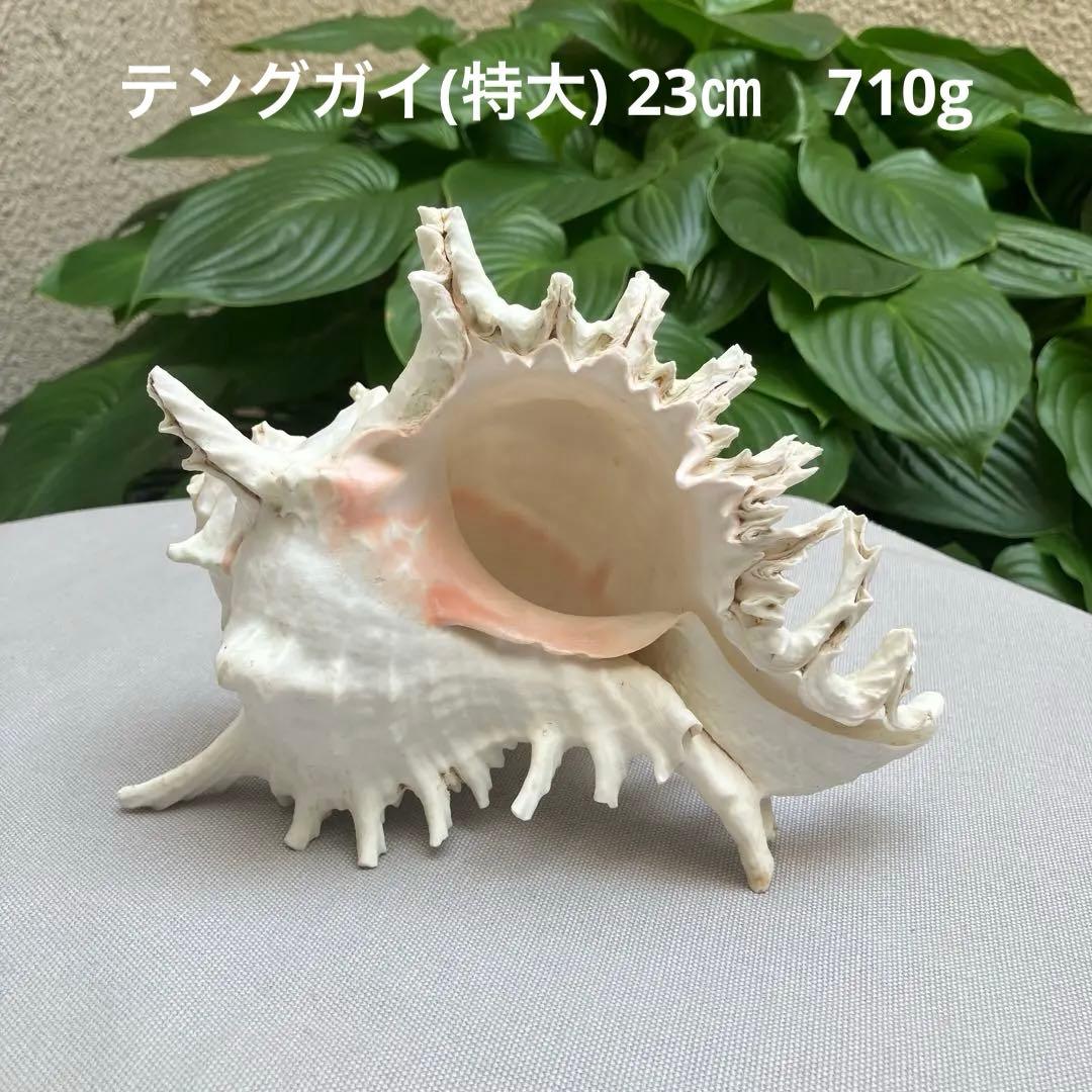 特大 23㎝x13.5㎝ 710g】テングガイ貝殻（プロウ・ロンボック沖