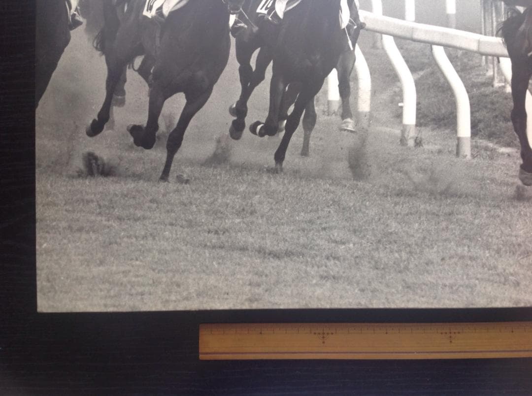 競馬パネル：カブラヤオー「1975年 第42回東京優駿」