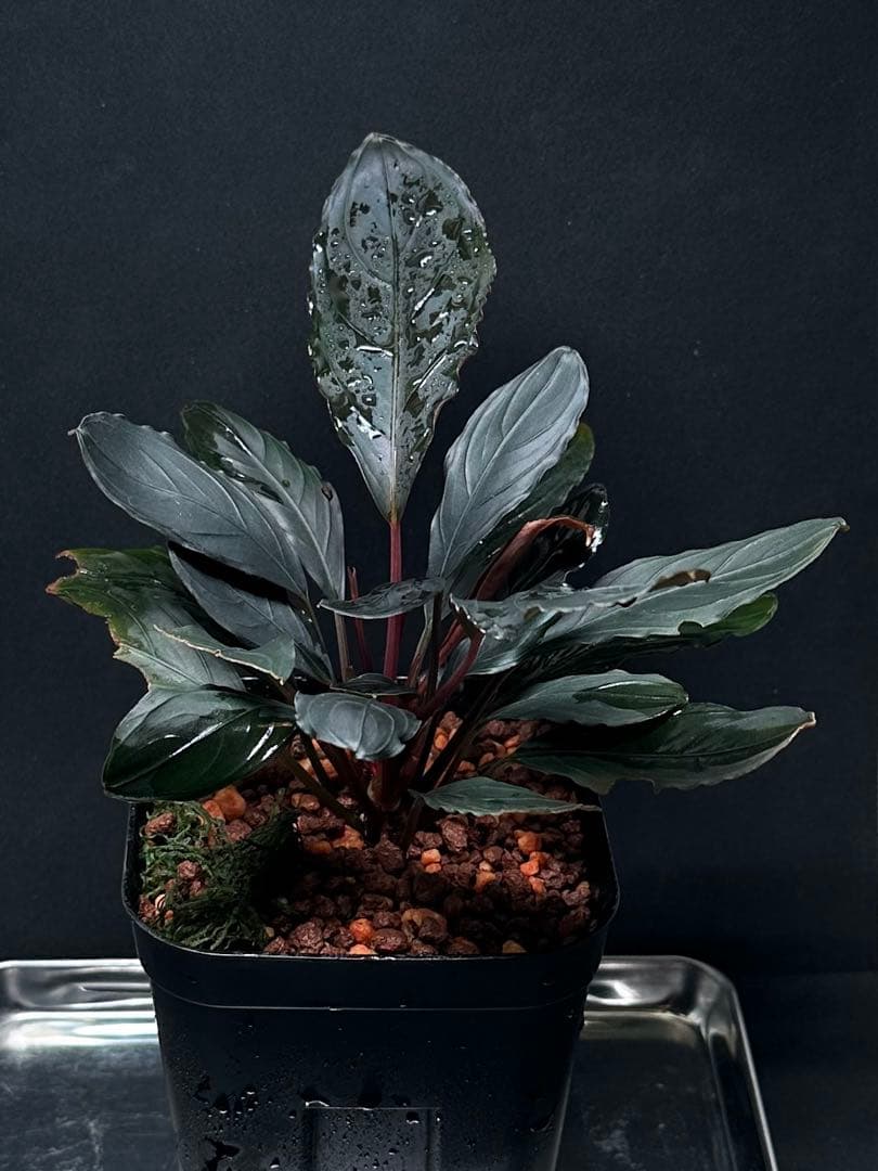 ブセファランドラ”キシィ” - メルカリ