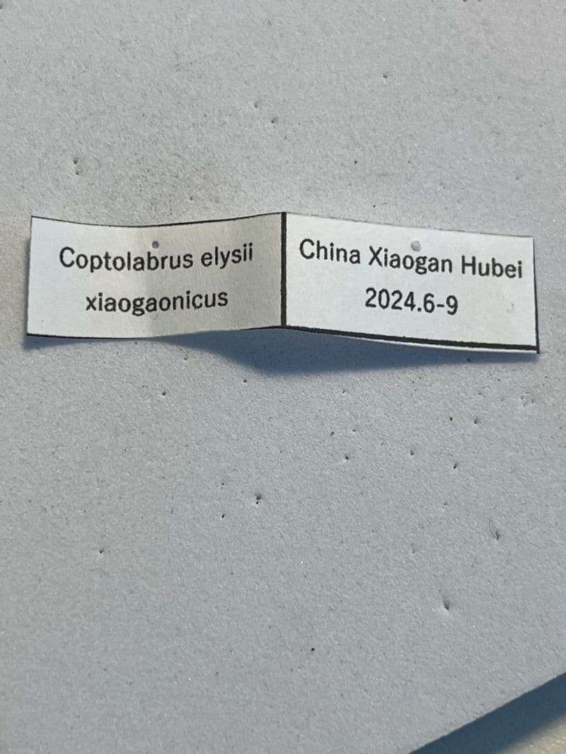 極美個体】エリスカブリモドキ オサムシ標本 オサムシ マイマイカブリ