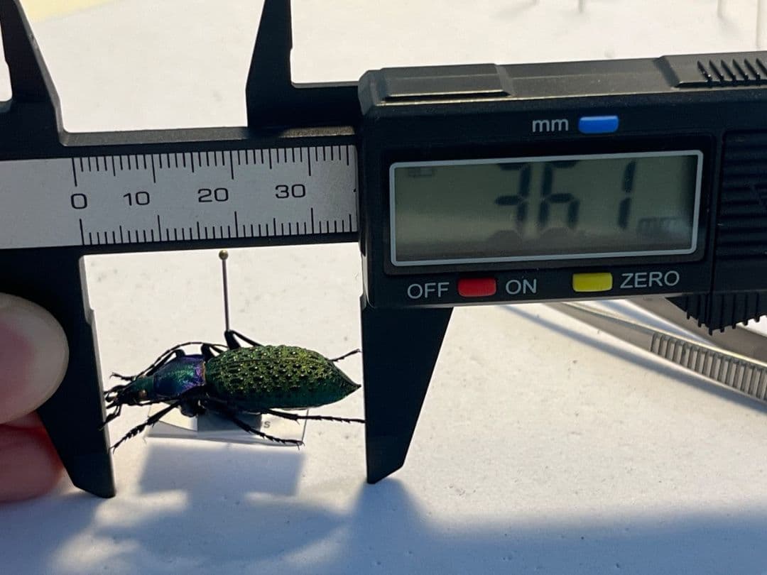 極美個体】エリスカブリモドキ オサムシ標本 オサムシ マイマイカブリ