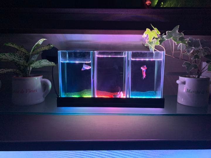 ベタ用小型水槽＆ヒーター＆フタセット 楽天市場】ベタ 水槽セットの通販