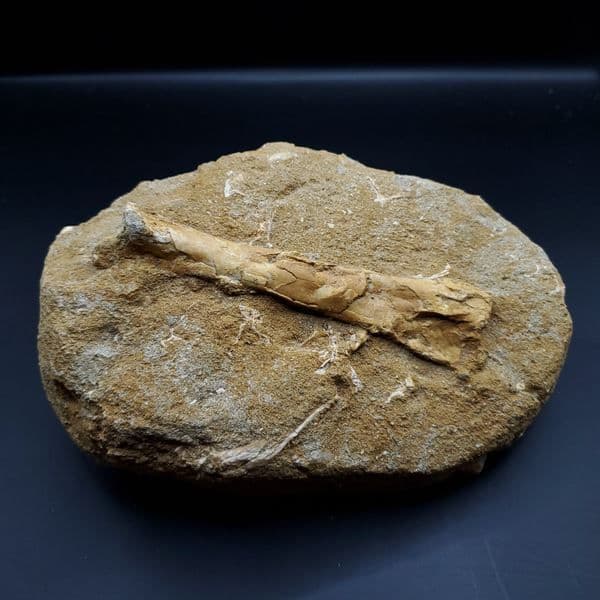 希少 アルシオーネ 骨 化石 本物 モロッコ産 184.67mm yk6