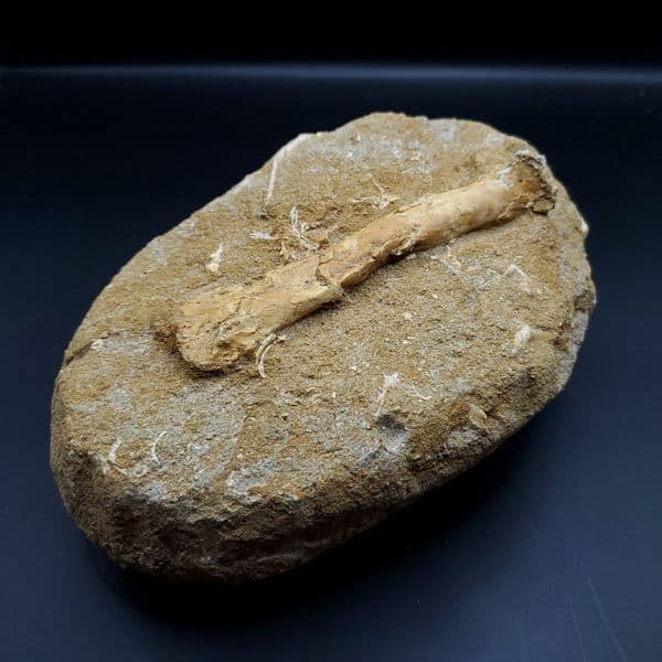 希少 アルシオーネ 骨 化石 本物 モロッコ産 184.67mm yk6