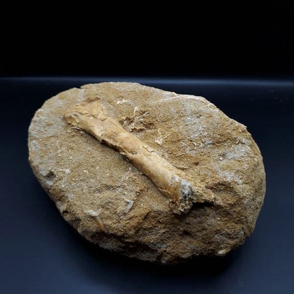 希少 アルシオーネ 骨 化石 本物 モロッコ産 184.67mm yk6