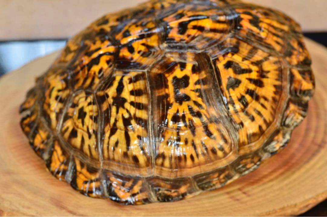 れもん様専用 904040サイドアクリル仕様 天板金網天板穴鍵式ロック